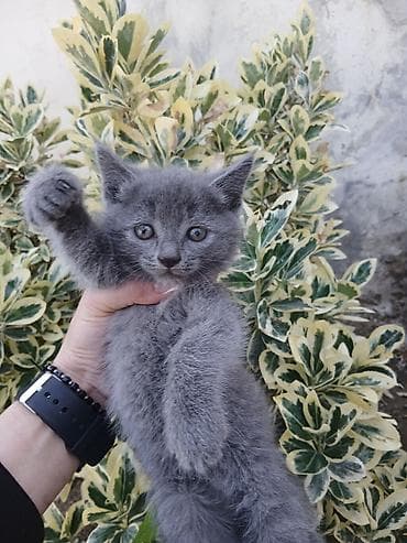 Boz tüklü pişik balası – qısa/orta uzunluqda, yumşaq və sıx püsküllü lalafo.az -da Boz tüklü pişik balası – qısa/orta uzunluqda, yumşaq və sıx püsküllü