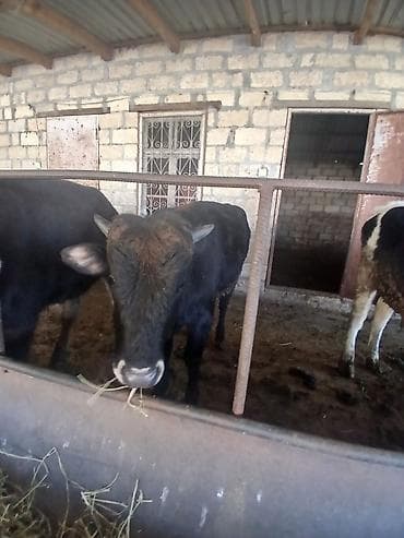 Телята: Super kök erkək danalardı kom satılır real alıcıya endirim oluncaq — 7
