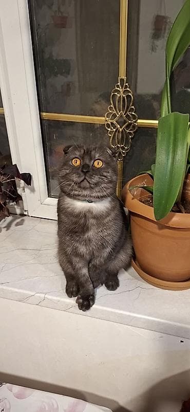 Şotland, Cütləşmə üçün