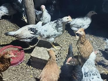 Heyvanlar üçün mallar: Toyuq cücələri, Ətlik, Ünvandan götürmə — 2