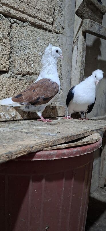 Akvariumlar: Qoşa əbrəş çəp əbrəş quyruq erkəy qızqın super heyvandı mayasıda qara — 7