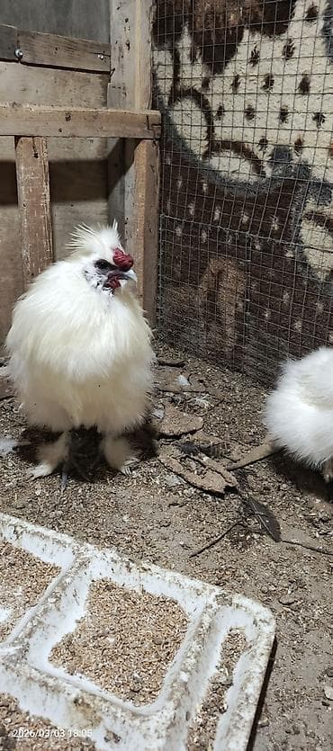 ag pisik sekilleri: Toyuq, Damazlıq — 4