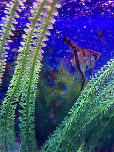 akvarium baliqlari qizil baliq: Mələk balığı (skalyari), Sülhsevər — 3