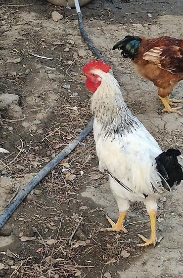 çin bildirçini: Təmiz cins xoruzlar (bir neçə rəngdə) 2 klo-dan yuxarı orta və iri — 3