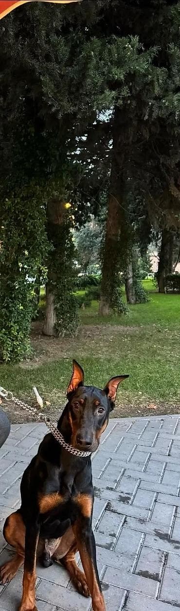 Doberman