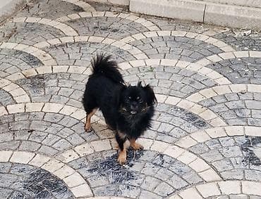 toplan it evi: Pekines, 1 il, Dişi, Peyvəndli, Ünvandan götürmə — 1