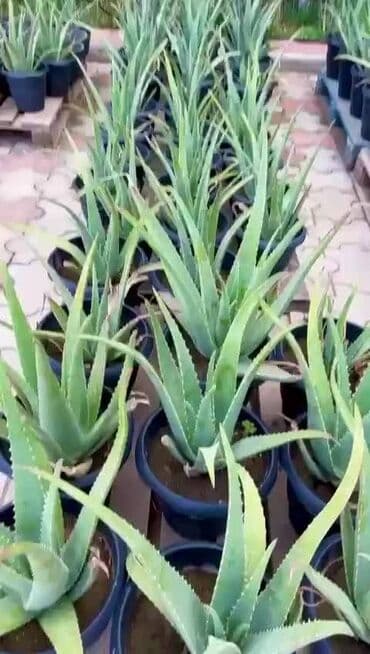продажа комнатных растений: Aloe vera barbadensis dibceki 3.azndan 100 azna kimi var — 2