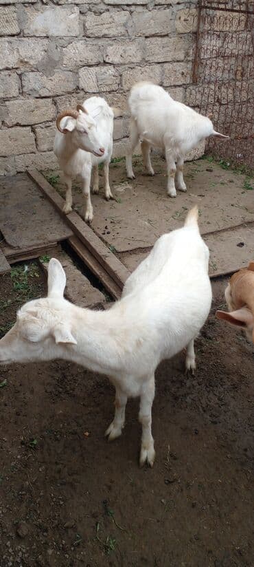 Inəklər, öküzlər: Məhsul: Ağ rəngli ev keçiləri (bir neçə baş) Xüsusiyyətlər: - Ağ yun — 5