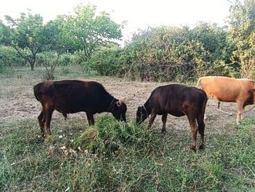 Коровы, быки: Təcili 7 baş erkək dana satılır — 3