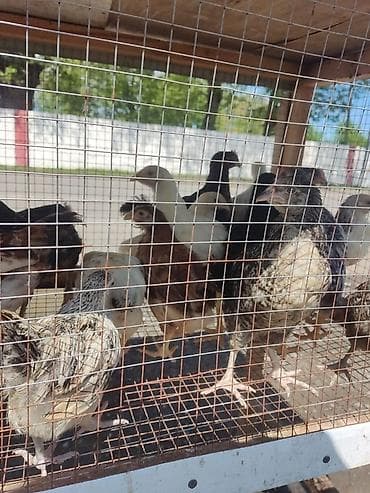 Toyuq cücələri, Damazlıq