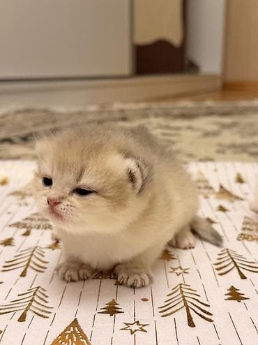 baki heyvan satisi: Britan, Dişi — 8