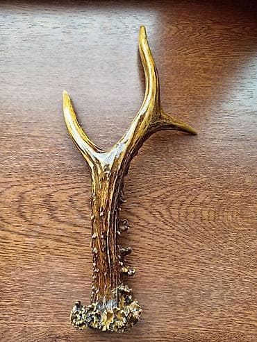 buynuzu: Təbii cüyür buynuzu (tək buynuz parçası) - Material: orijinal təbii — 2