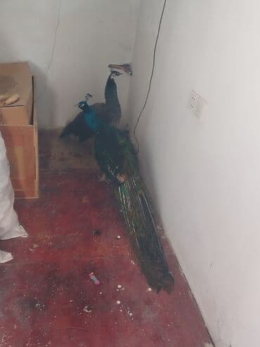 qaşqaldaq quşu: Məhsul: Mavi tovuz quşu cütü Təsvir: - Növ: Tovuz quçu (Pavo — 3