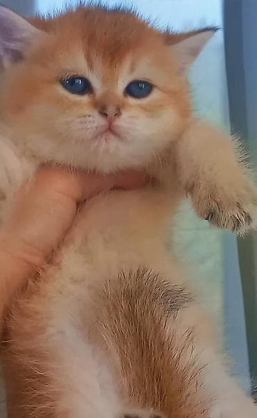 Qızıl şinşilla, Erkək lalafo.az -da Qızıl şinşilla, Erkək