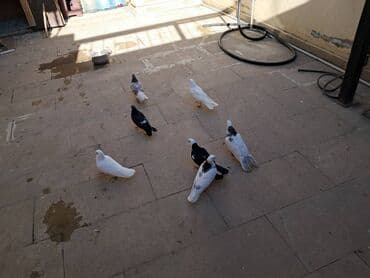 Göyərçinlər: Məhsul: Ev göyərçinləri dəsti Təsvir: - Şəkillərdə müxtəlif rənglərdə — 1