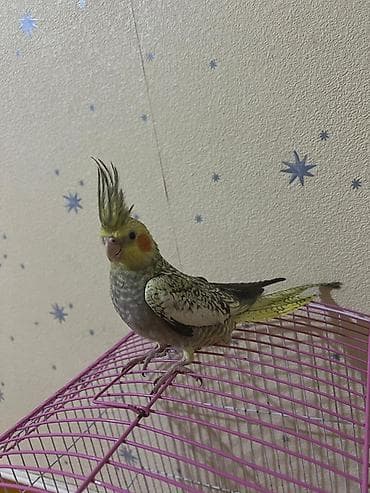 lal ordək balasi: AĞCABƏDİ RAYONU ÖZ YETİŞDİRDİYİMİZ BALA 2 AYLIQ XORUZ ƏLƏ TAM — 4