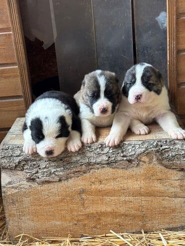 siam pişiyi qiyməti: Alabay, 1 ay, Peyvəndli — 5