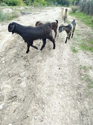 cins inekler: Şəki tipli keçilər dəstəsi - Sayı: 3 baş (1 erkək teke, 2 dişi) - — 4