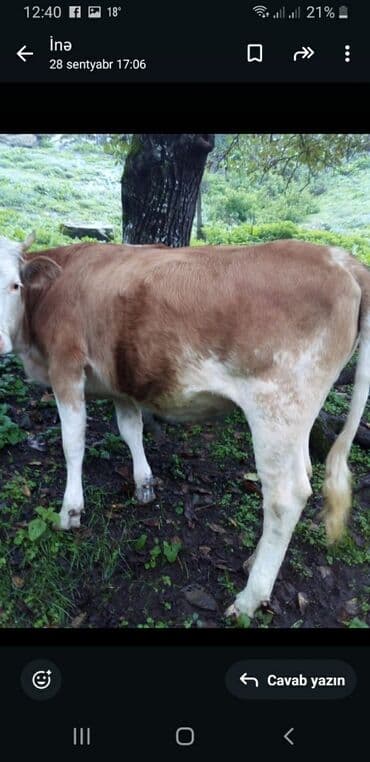 yerli inekler: Məhsul: İnək Təsvir: - Rəng: açıq krem və qəhvəyi-ağ ləkəli (iki — 3