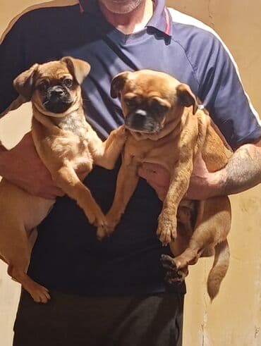 eşşək şəkili: Peyvəndli — 3