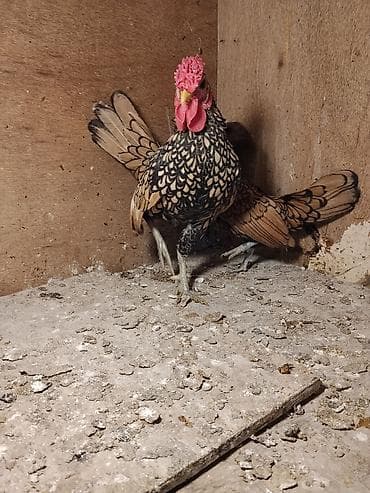 qaşqaldağ quşu: Cutu 65 manat.Baki və bəzi bolgələrə gondərmək olar.Unvan Şəki — 3
