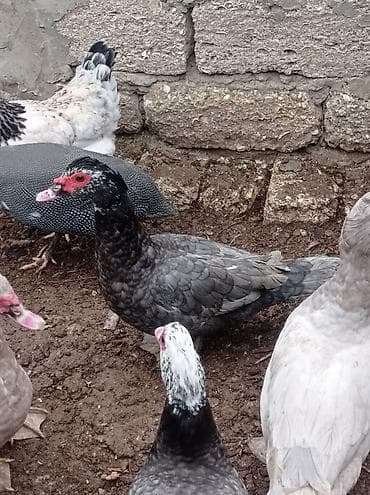 ordəy: Tam sağlam akdif bezekli lal ördekler sagılır.her bir rengden 1-cütdü — 9