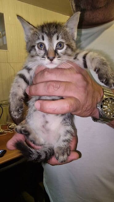 pulsuz pişik balaları 2023: Sibir, Dişi, Erkək, Yaxşı əllərə — 8