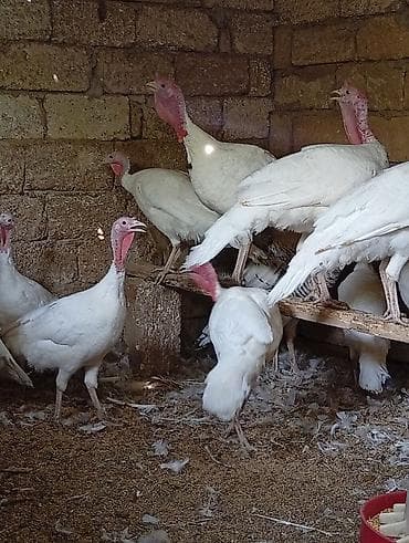 kend çolpaları: Məhsul: Ağ hinduşka sürüsü Təsvir: - Ağ rəngli, iri ətlik hinduşkalar — 5