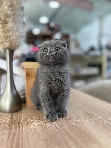 pişik tap az: Şotland — 4