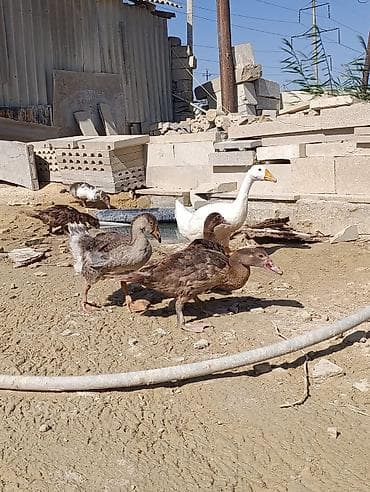 yem karma: Qazlar – ağ rəngli yerli cins qarışığı - Təsvir: Şəkillərdəki sürüdə — 4