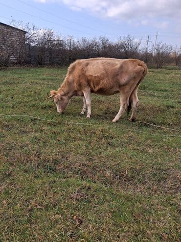 ala inek: Dişi, il: 9, Südlük, Ünvandan götürmə — 3