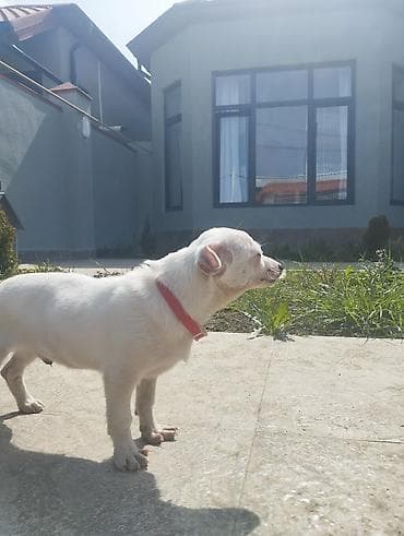 gencede heyvanlar: Cek rassel teryer, 3 ay, Erkek, Peyvəndli, Ünvandan götürmə — 9