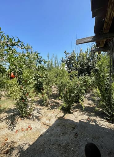 kənd əhmədli: 7 sot, Kənd təsərrüfatı, Mülkiyyətçi, Kupça (Çıxarış), Texniki pasport — 1