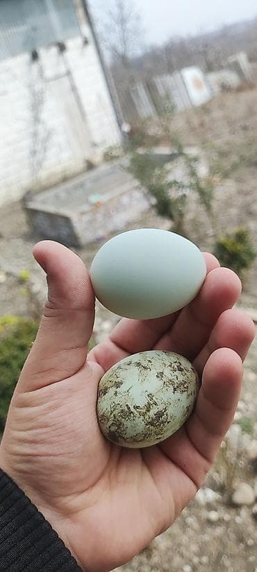 samdanlar ve saat: Americauna və koçin toyuqlarının qarışığı. Göründüyü kimi göy — 3