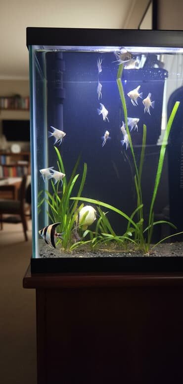 ko şamo: Mələk balığı (skalyari), Sülhsevər — 1