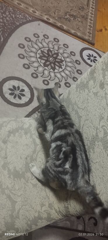 heyvan paltarları: Tabbi, Dişi, Yaxşı əllərə — 5