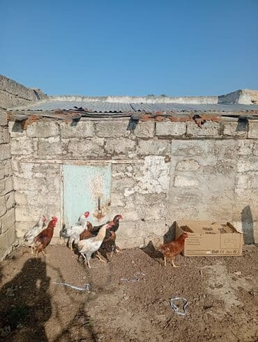 Lüğətlər: Toyuq, Damazlıq — 2