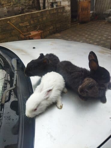 dovşan adları: Dovşan balaları satilir ünvan Bülbülədə yerləşir qırmızı balalar — 6