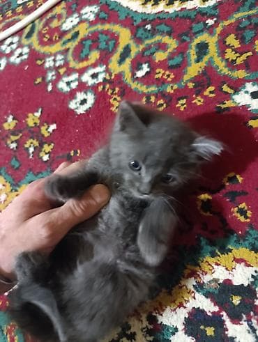 əllərə: Boz tüklü balaca pişik balası - Rəng: tamamilə boz - Xasiyyət — 4