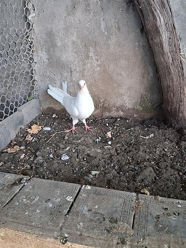 ayam serama: Ağ rəngli göyərçin - Tam ağ lələklər, qızılı-açıq dimdik və qırmızı — 2