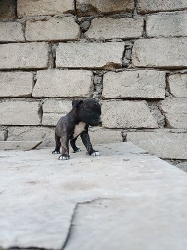 pitbul itlər: Питбуль, 1 месяц, Самец — 11