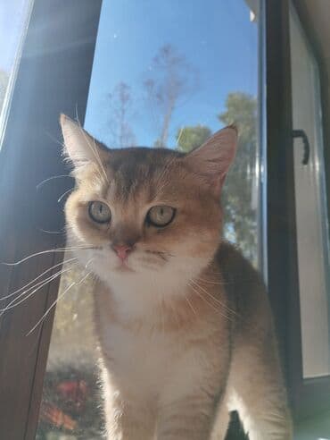 1 azn pişik: Qızıl şinşilla, Erkək, Cütləşmə üçün — 1