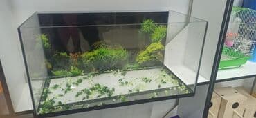 İtlər: Akvarium ekstra şüşeden yıĝılıb ölçüleri 70.35.35 - Aydın, şəffaf — 1