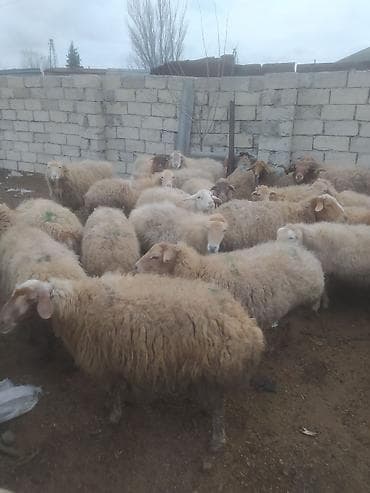 kreditle heyvan satisi: Qoyun sürüsü – ətlik və damazlıq üçün - Növ: yerli-qarışıq cinsli — 9