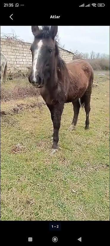 Pişiklər: Sa — 1