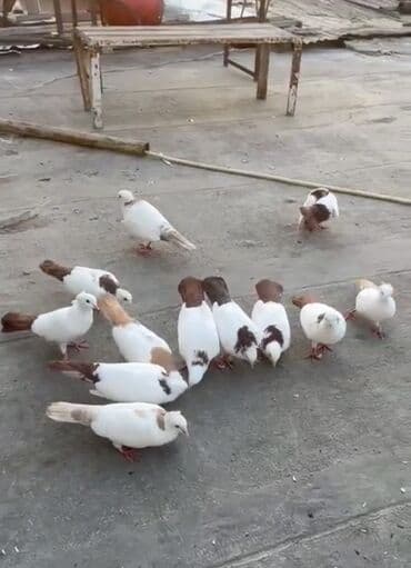 göyercin yuvası: 🕊️ Satılır – 22 ədəd göyərçin 💰 Qiymət: 150Azn 📍 Ünvan: Binəqədi 🕊️ — 2