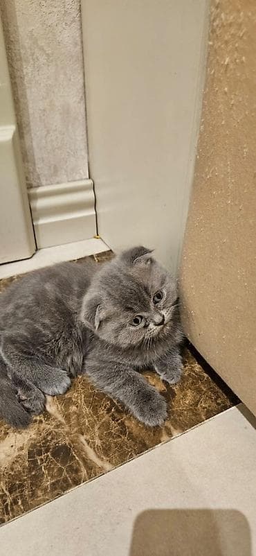 angora pişik: Şotland yastı qulaq, Erkək, Yaxşı əllərə, Ünvandan götürmə — 1