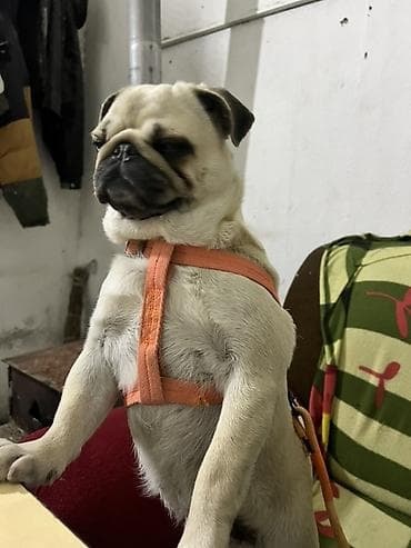 Птицы: Мопс, 2 года, Самка — 2