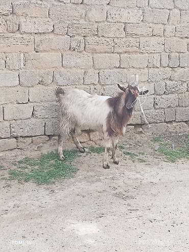 Erkək keçi – yerli cins - Sağlam, aktiv və yemə uyğunlaşması yaxşıdır