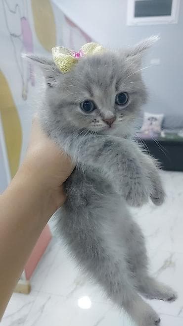 Boz rəngli, uzun və ipək kimi yumşaq tüklü balaca pişik balaları lalafo.az -da Boz rəngli, uzun və ipək kimi yumşaq tüklü balaca pişik balaları